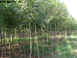 白蜡,石家庄苗圃,藁城苗圃,石家庄草坪,藁城草坪,石家庄苗木,藁城苗木,石家庄绿化苗木,藁城绿化苗木,石家庄苗木基地,藁城苗木基地,南洼苗木,南洼绿化苗木,南洼草坪,南洼苗圃 白蜡,石家庄苗圃,藁城苗圃,石家庄草坪,藁城草坪,石家庄苗木,藁城苗木,石家庄绿化苗木,藁城绿化苗木,石家庄苗木基地,藁城苗木基地,南洼苗木,南洼绿化苗木,南洼草坪,南洼苗圃
